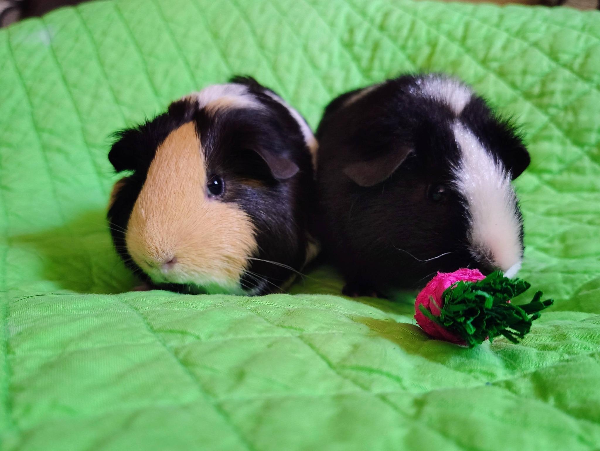 Aggie and Patty, adopted, Young Female Guinea Pig.