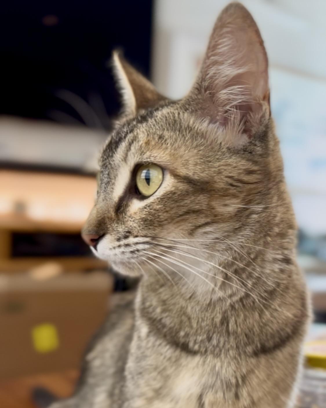 Susie (bonded with Ossie), a Adopted Domestic Short Hair in San Francisco, CA image 3/6