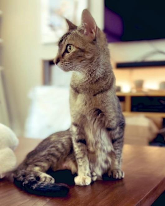 Susie (bonded with Ossie), a Adopted Domestic Short Hair in San Francisco, CA image 6/6