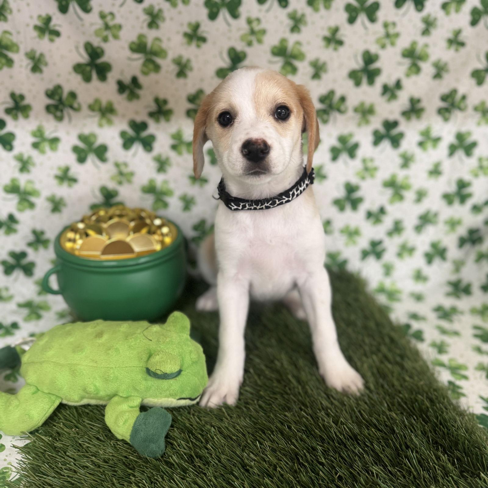 Elara, Adoptable, Puppy Female Spaniel & Beagle.