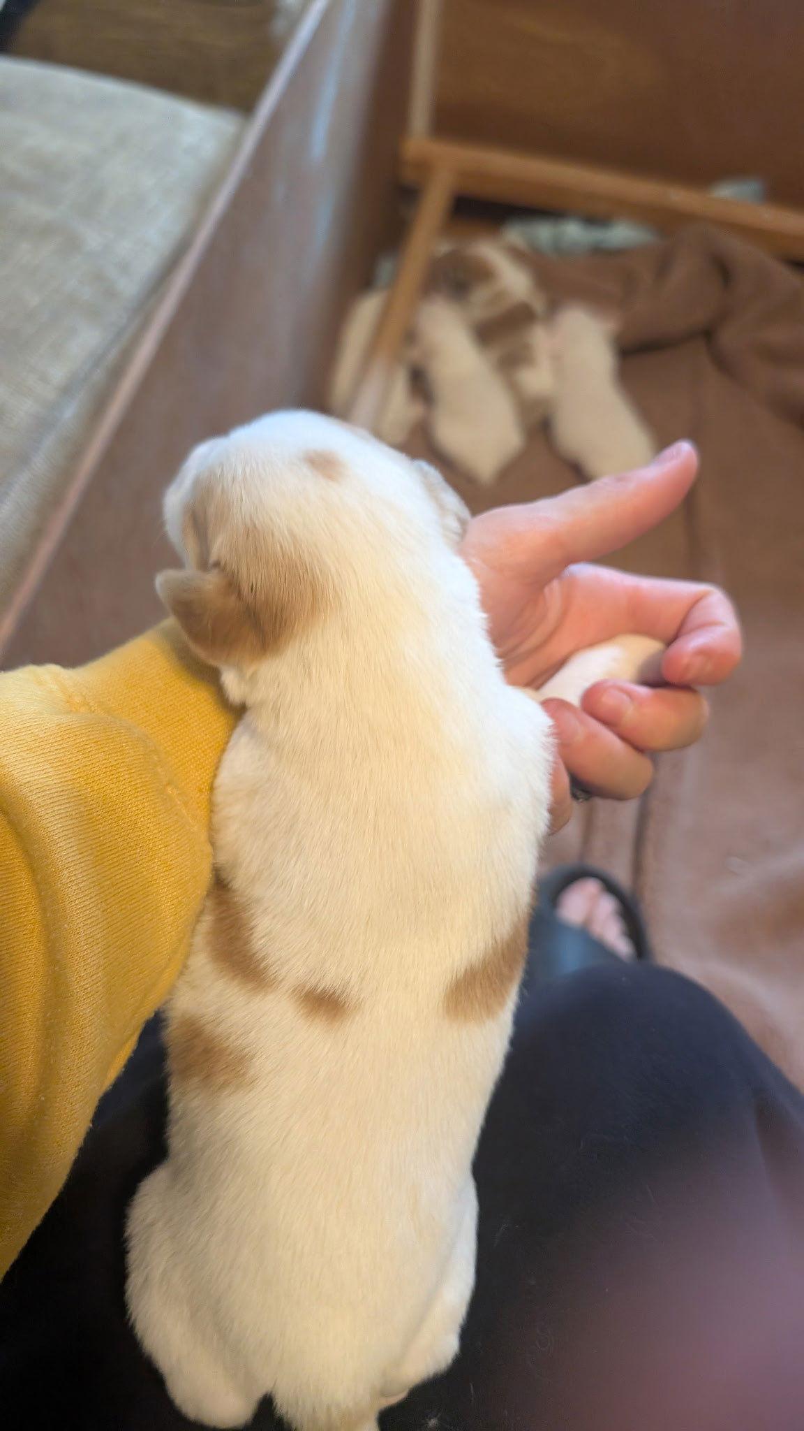 Elara, a Adoptable mixed breed in Fort Worth, TX image 2/3