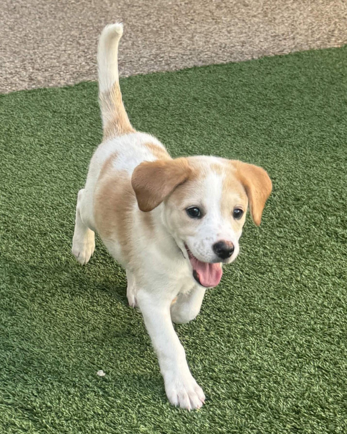 Elara, a Adoptable mixed breed in Fort Worth, TX image 3/3