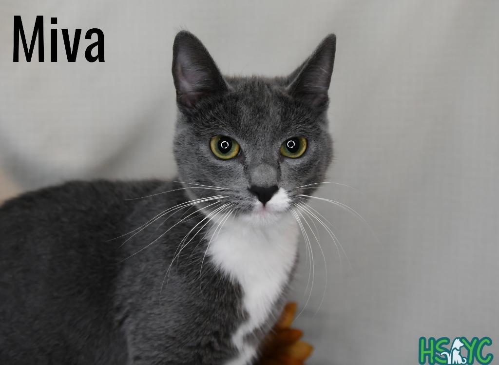 Enlarge Miva, a Adoptable mixed breed in Fort Mill, SC image 1/1