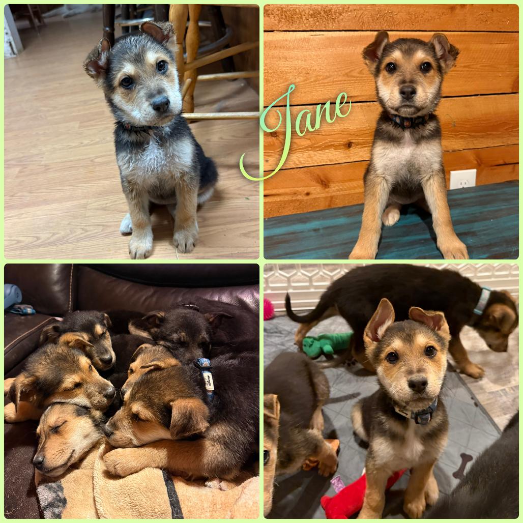 Jane, Adoptable, Puppy Female German Shepherd Dog.