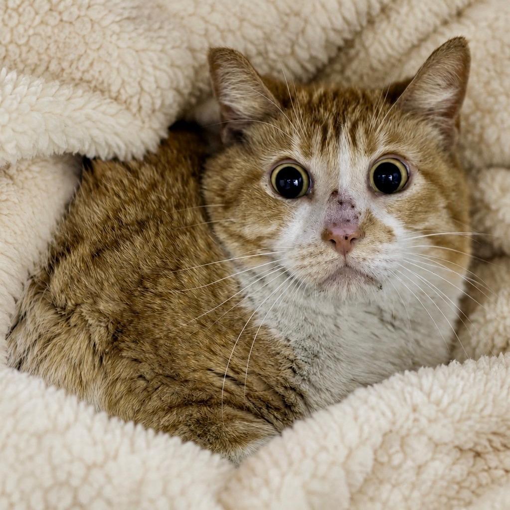 Enlarge Chance, a Adoptable Domestic Short Hair in Las Vegas, NV image 2/6