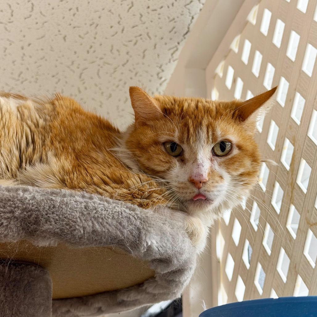 Enlarge Chance, a Adoptable Domestic Short Hair in Las Vegas, NV image 3/6