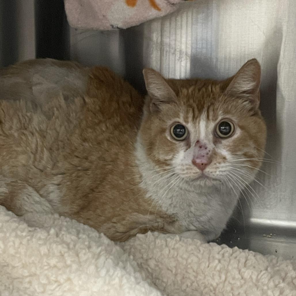 Enlarge Chance, a Adoptable Domestic Short Hair in Las Vegas, NV image 4/6