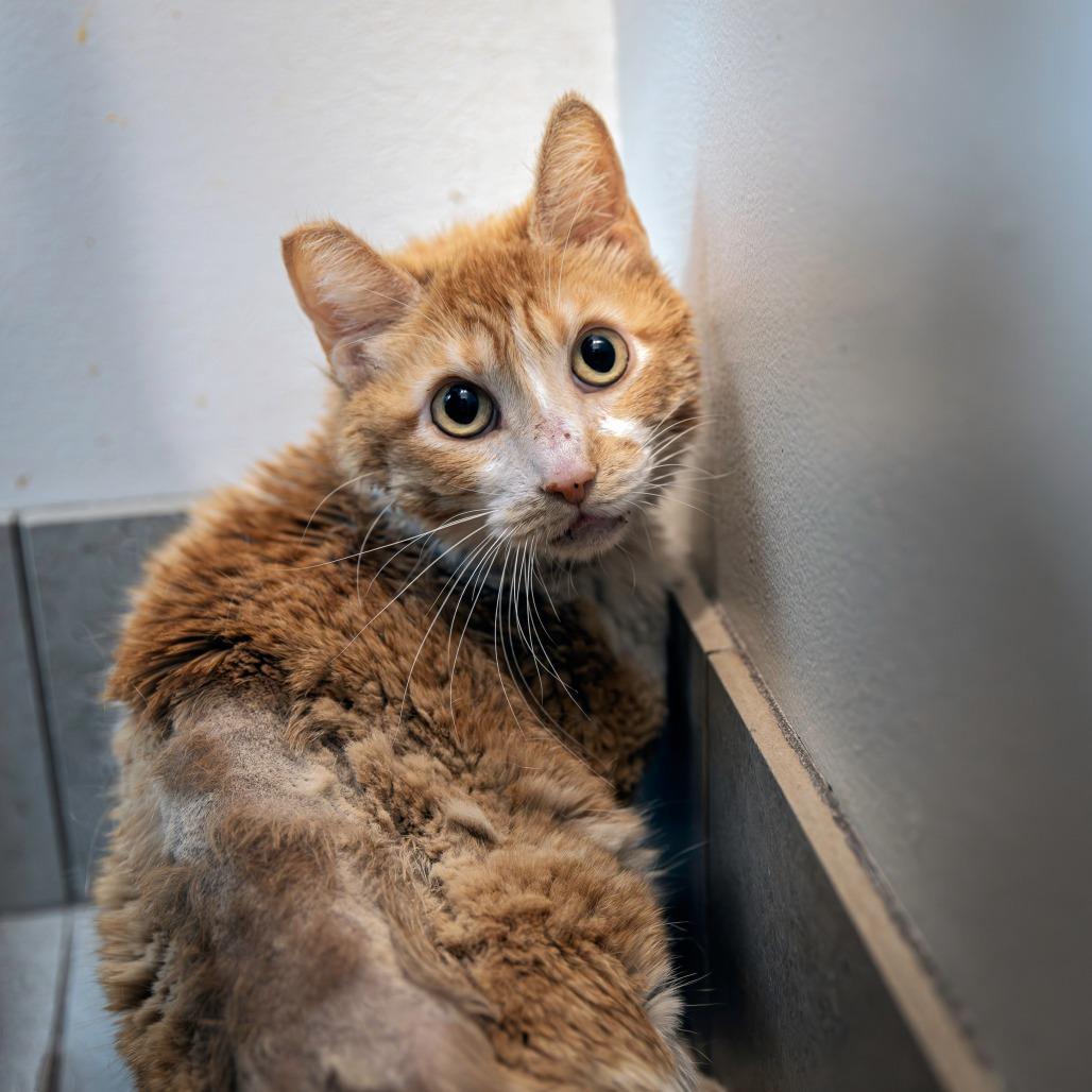 Enlarge Chance, a Adoptable Domestic Short Hair in Las Vegas, NV image 6/6