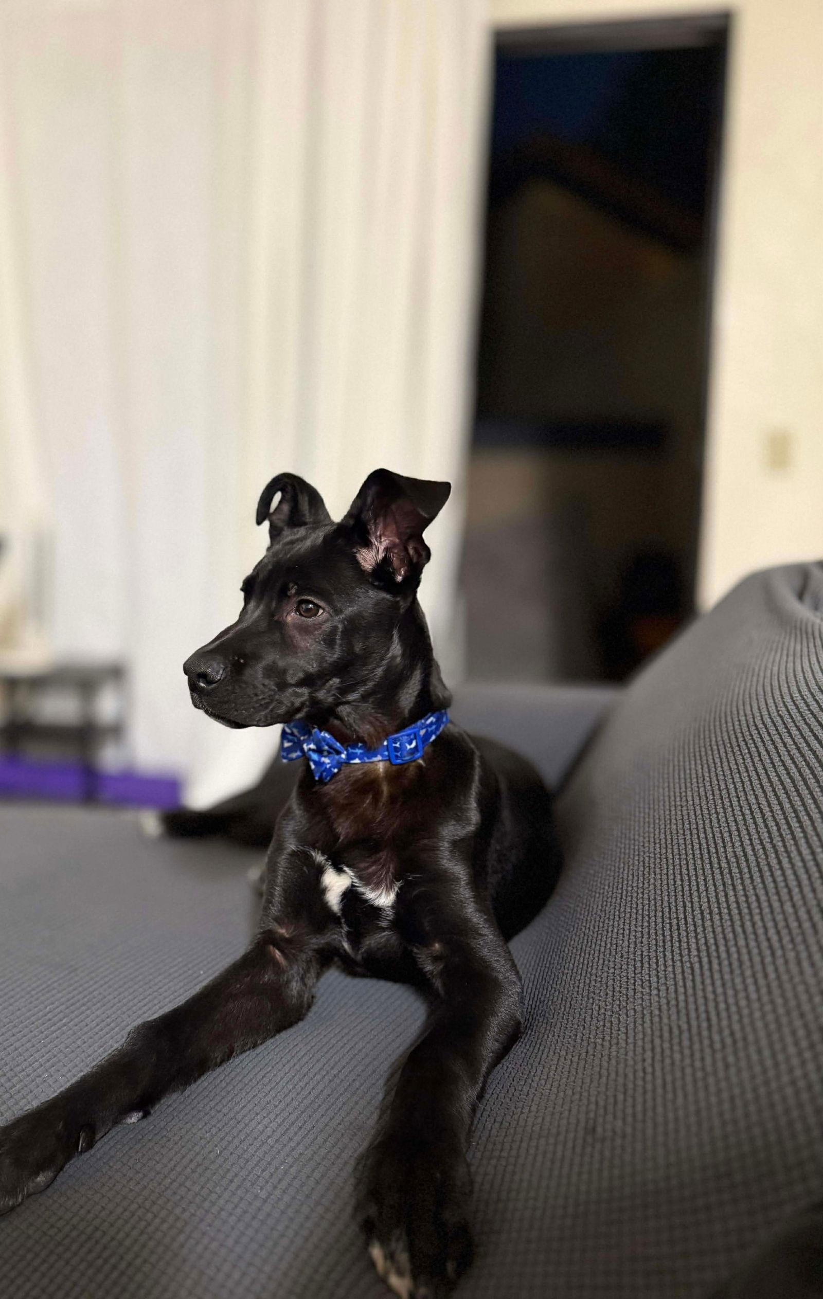 Enlarge Mike, a Adopted mixed breed in Orange, CA image 1/3