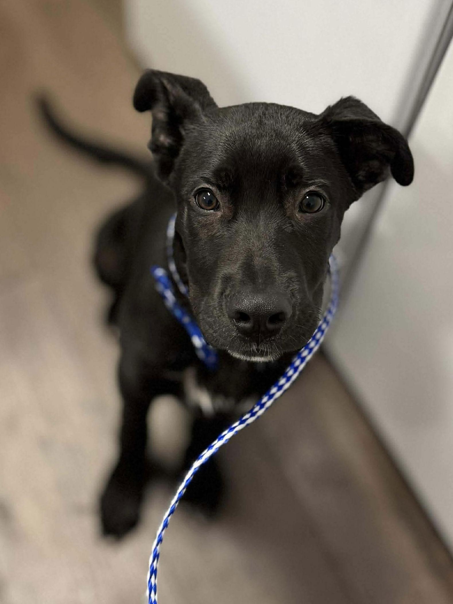 Enlarge Mike, a Adopted mixed breed in Orange, CA image 2/3