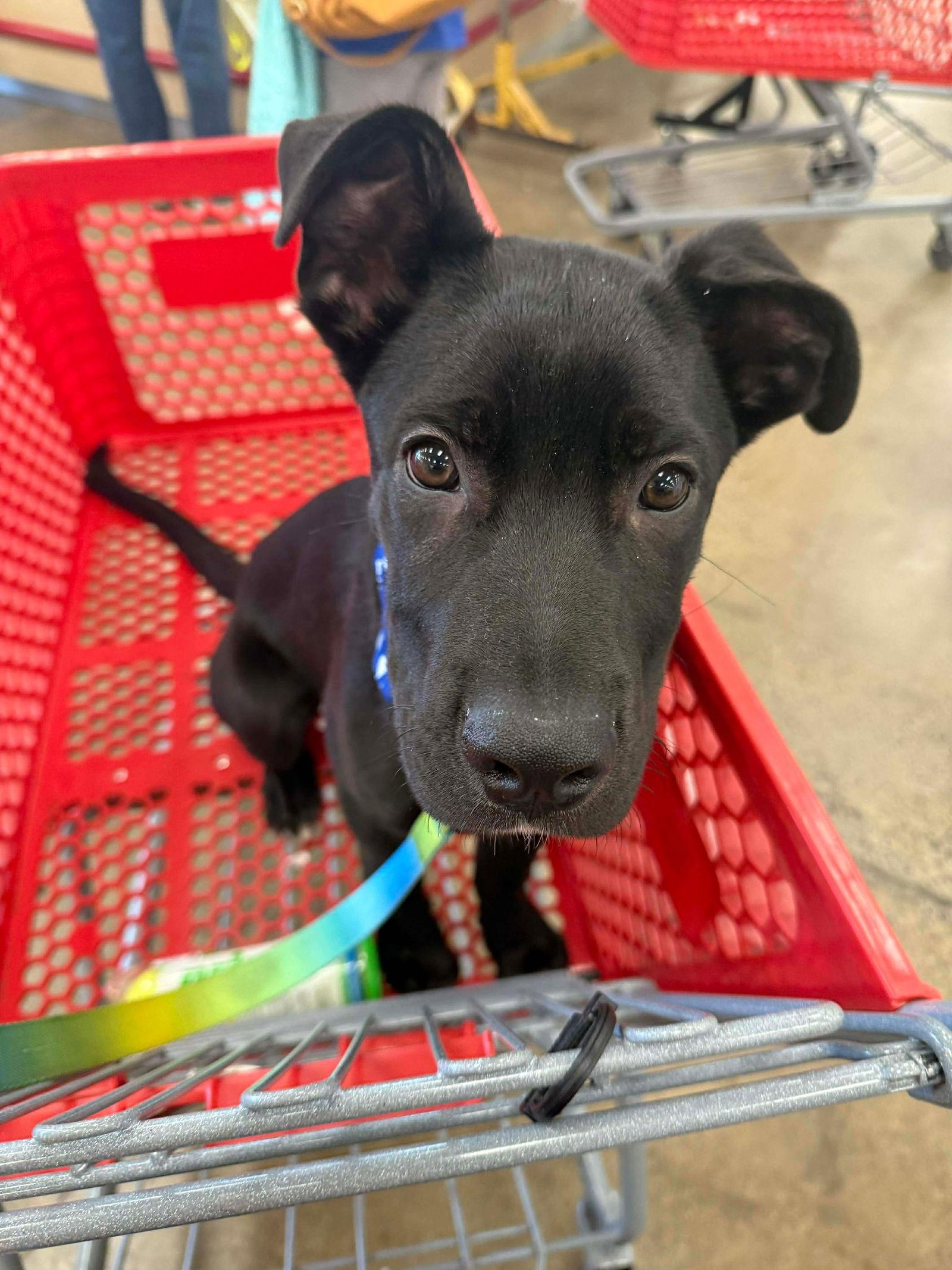 Enlarge Mike, a Adopted mixed breed in Orange, CA image 3/3