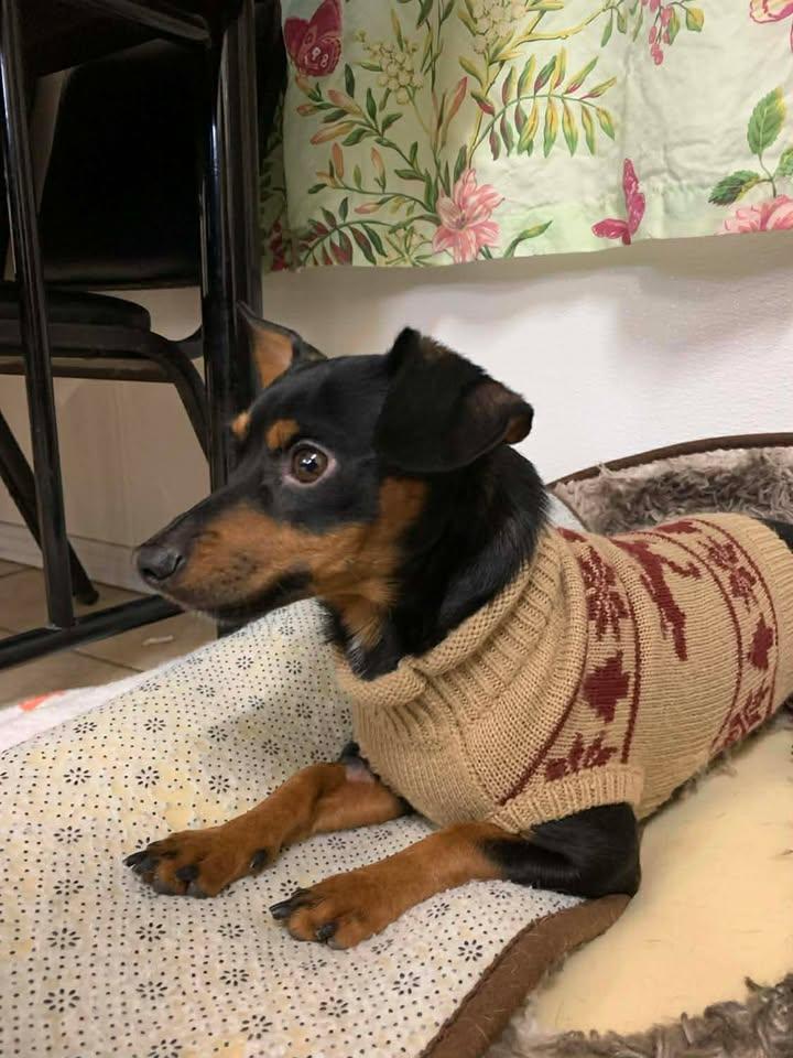 Enlarge Gooby and Raven, an adopted mixed breed in Mason City, IL image 6/6