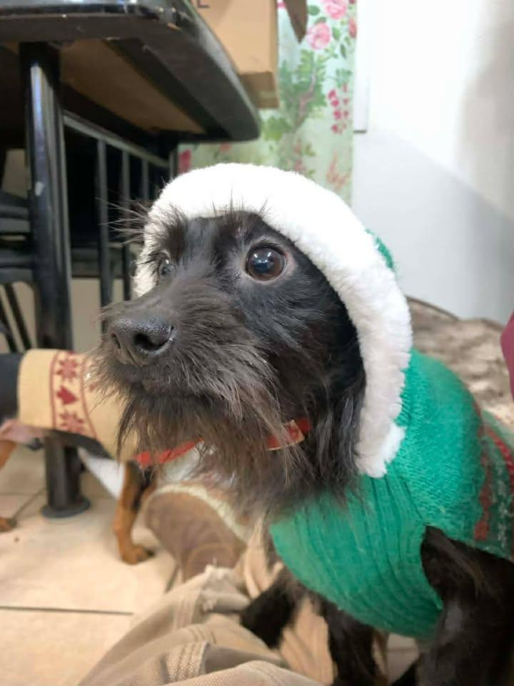 Enlarge Gooby and Raven, an adopted mixed breed in Mason City, IL image 3/6