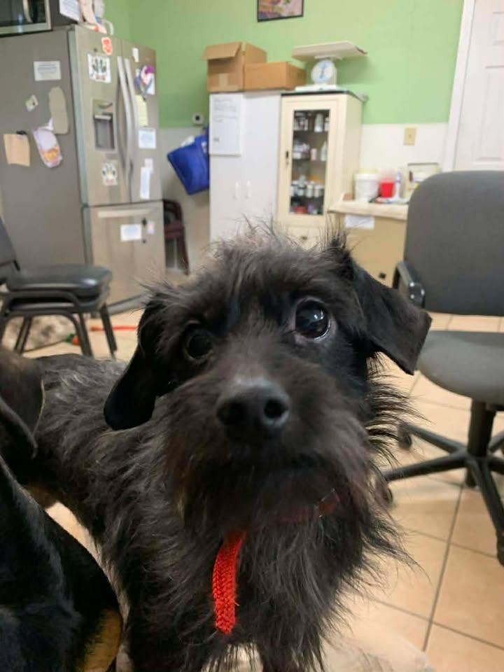 Enlarge Gooby and Raven, an adopted mixed breed in Mason City, IL image 5/6