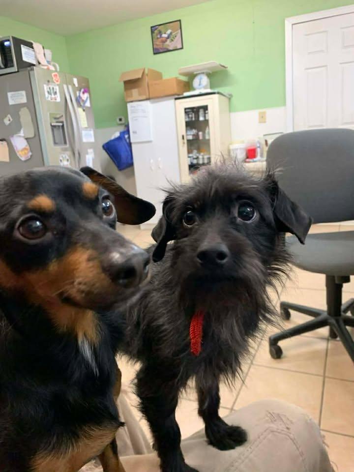 Gooby and Raven, adopted, Adult Male Chihuahua.