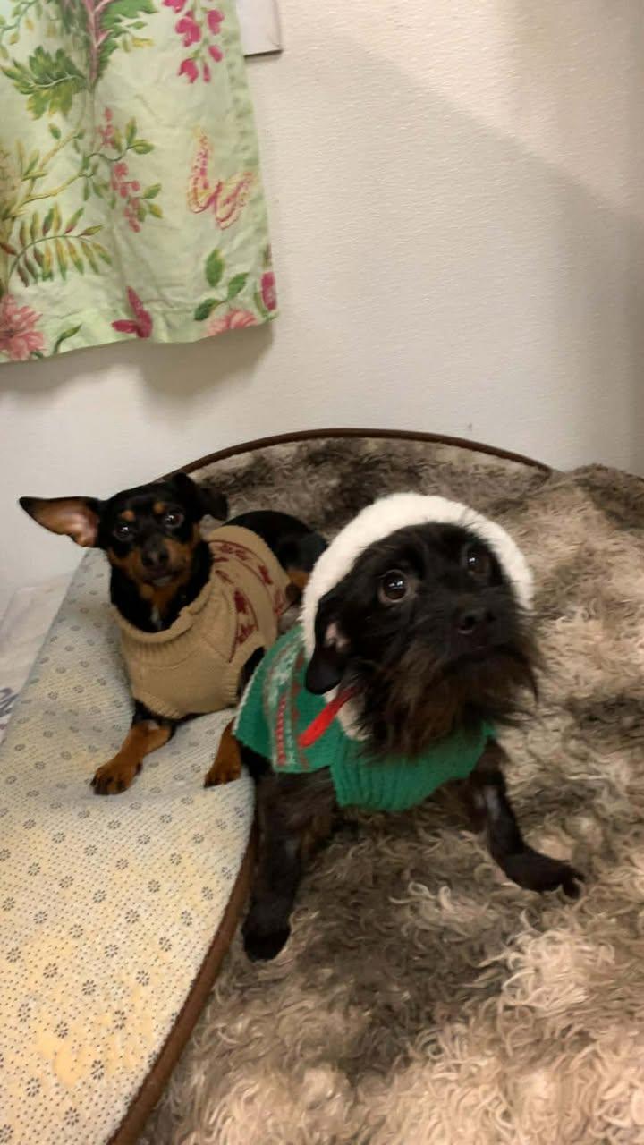 Enlarge Gooby and Raven, an adopted mixed breed in Mason City, IL image 4/6