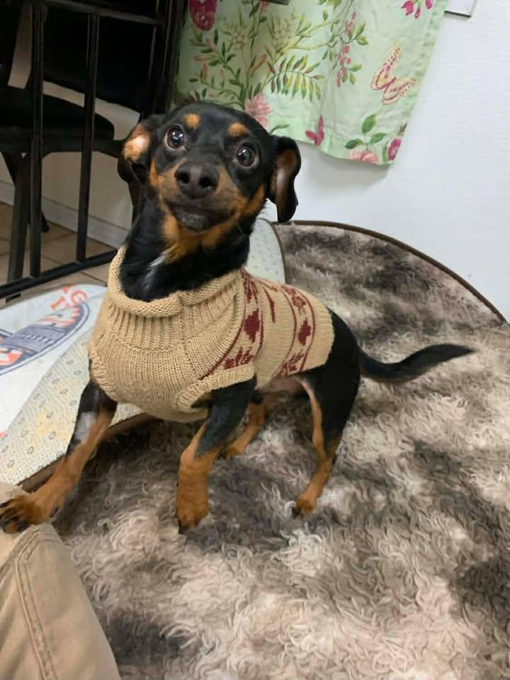 Enlarge Gooby and Raven, an adopted mixed breed in Mason City, IL image 2/6