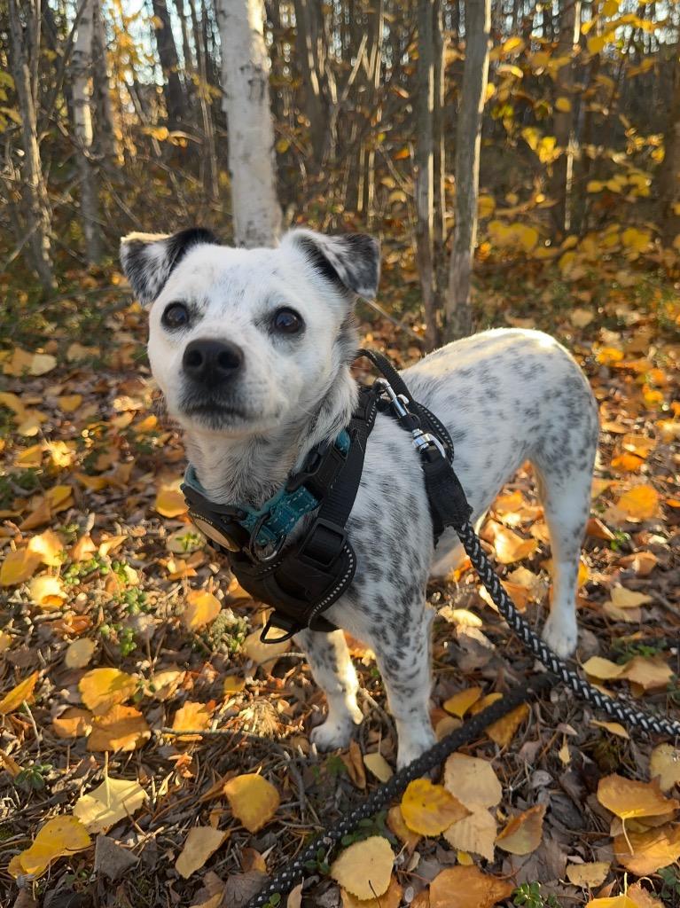 Oreo, Adoptable, Young Male Chihuahua & Jack Russell Terrier.
