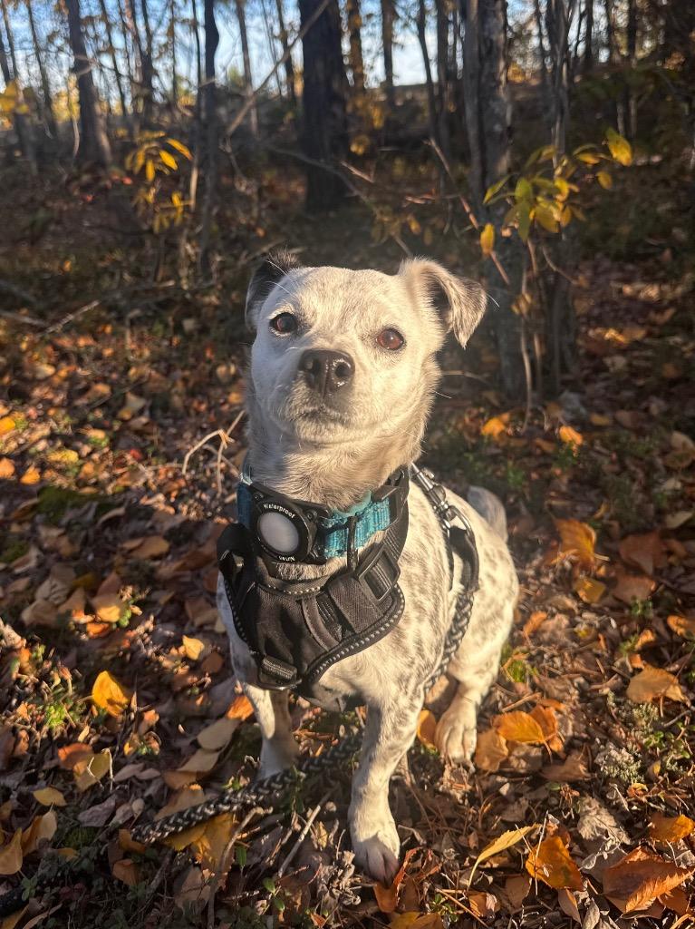 Enlarge Oreo, a Adoptable mixed breed in Yellowknife, NT image 2/2
