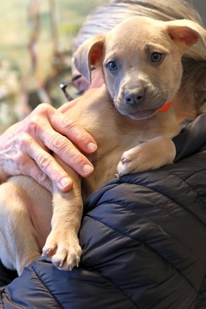 Enzo — thumbnail 2