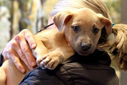 Enzo — thumbnail 3