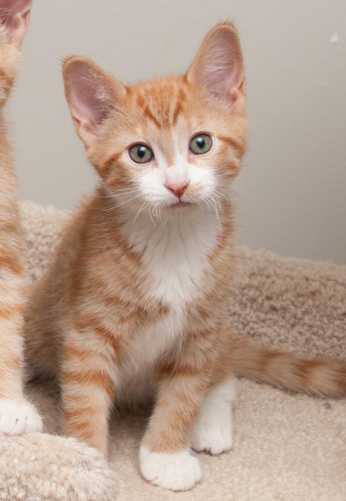 JayJay (gets adopted with JoeJoe)