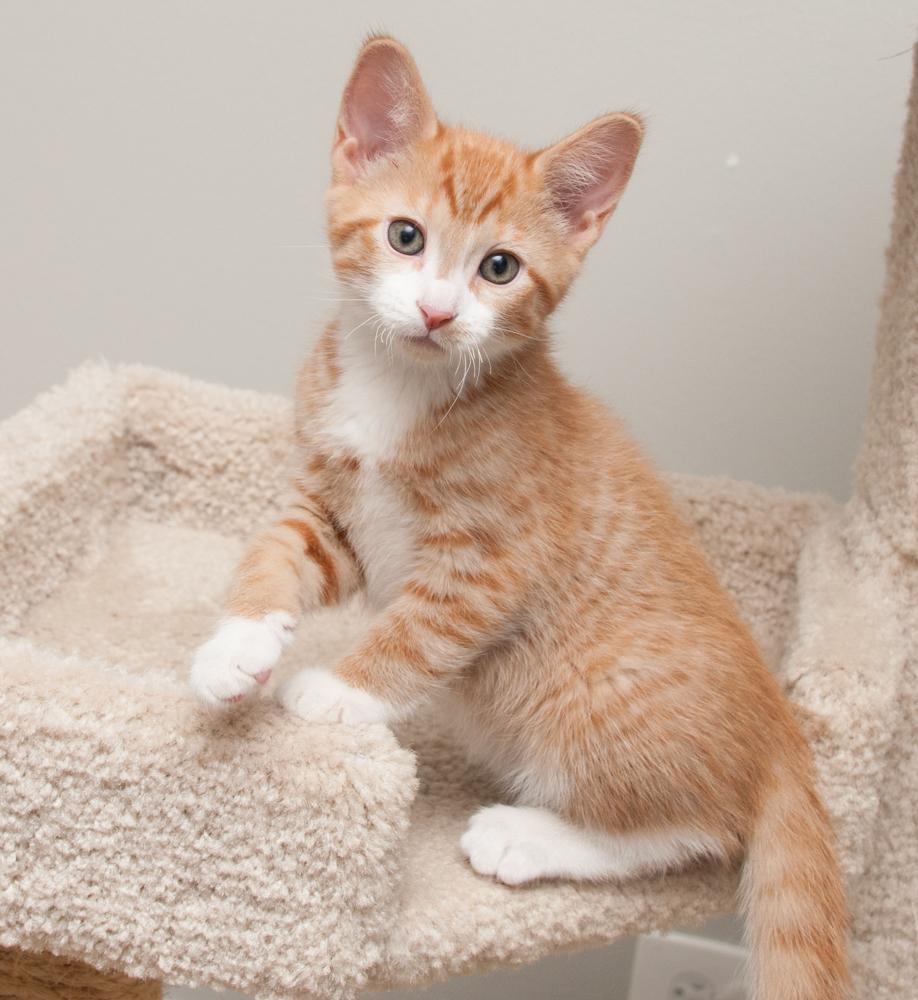 JayJay (gets adopted with JoeJoe)