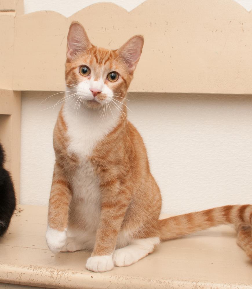 JayJay (gets adopted with JoeJoe), an adopted Tabby in Westminster, CO image 2/6