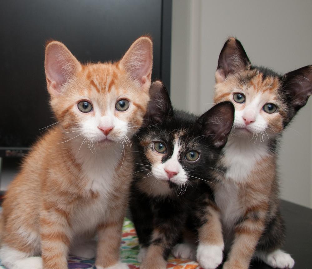 JayJay (gets adopted with JoeJoe), Adoptable, Kitten Male Tabby.