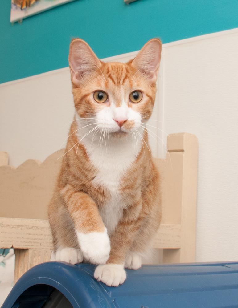 JayJay (gets adopted with JoeJoe), an adopted Tabby in Westminster, CO image 3/6