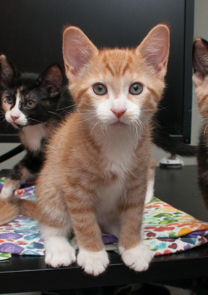 JayJay (gets adopted with JoeJoe)