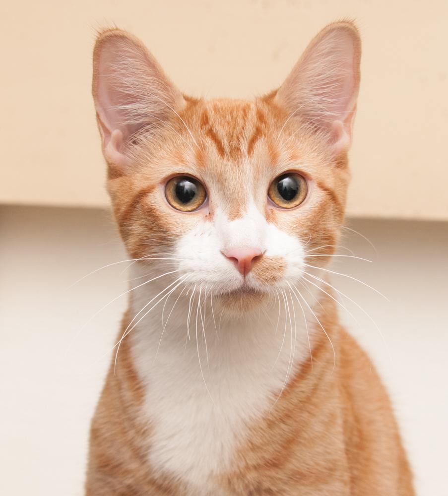 JayJay (gets adopted with JoeJoe), Adoptable, Young Male Tabby.