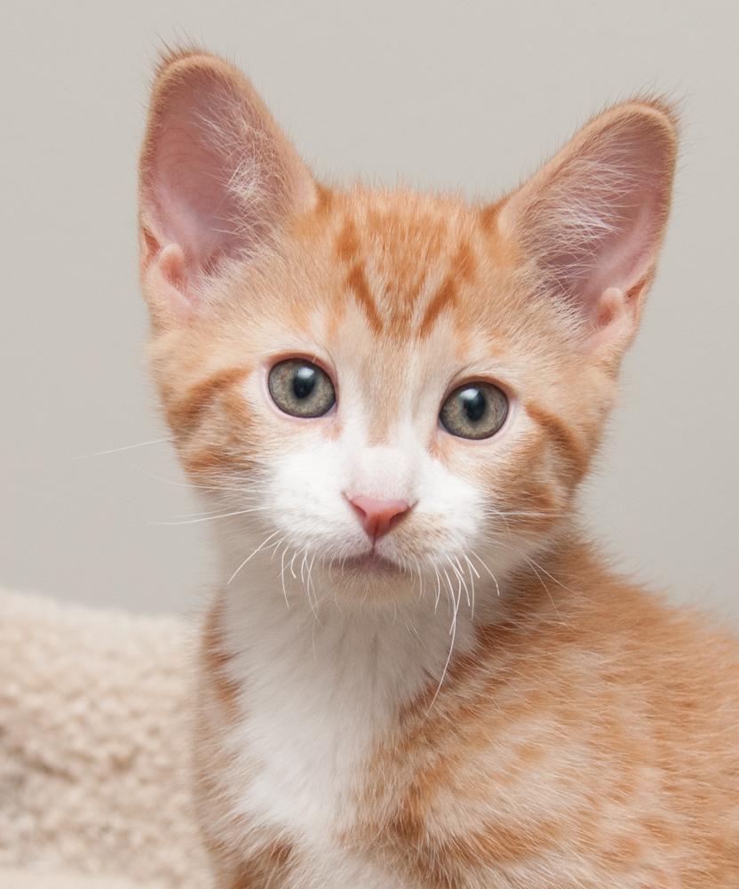 JayJay (gets adopted with JoeJoe), Adoptable, Kitten Male Tabby.