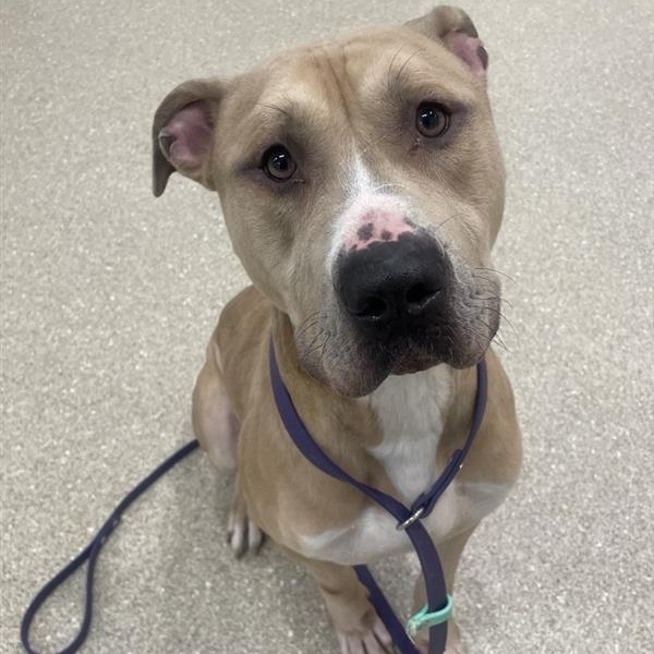 Arlo, a Adoptable Pit Bull Terrier in Prince Frederick, MD image 1/6