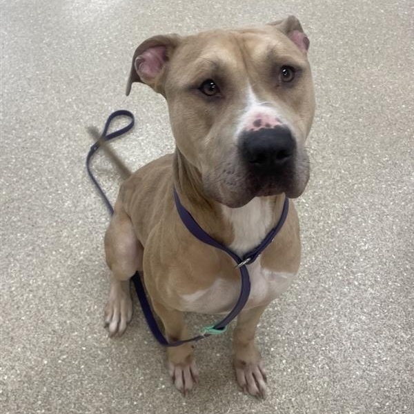 Arlo, a Adoptable Pit Bull Terrier in Prince Frederick, MD image 2/6