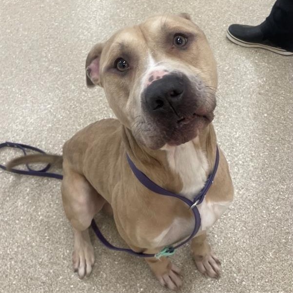 Arlo, a Adoptable Pit Bull Terrier in Prince Frederick, MD image 3/6