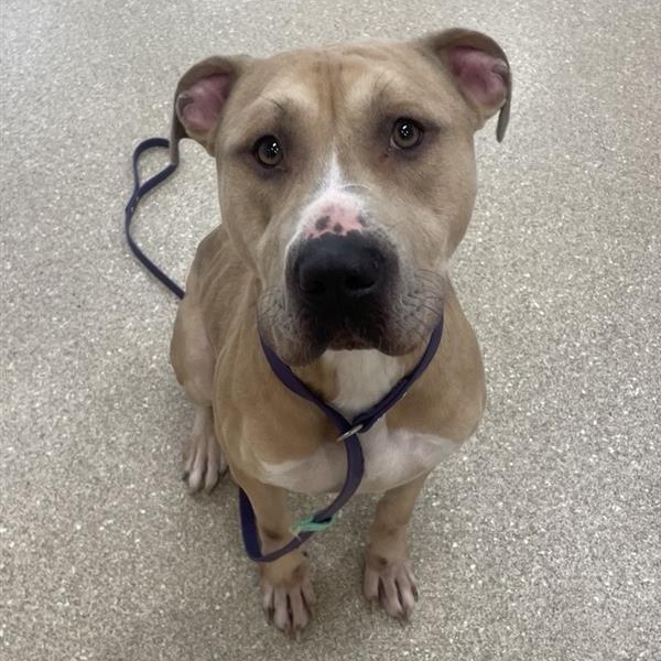 Arlo, a Adoptable Pit Bull Terrier in Prince Frederick, MD image 4/6