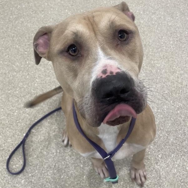 Arlo, a Adoptable Pit Bull Terrier in Prince Frederick, MD image 5/6