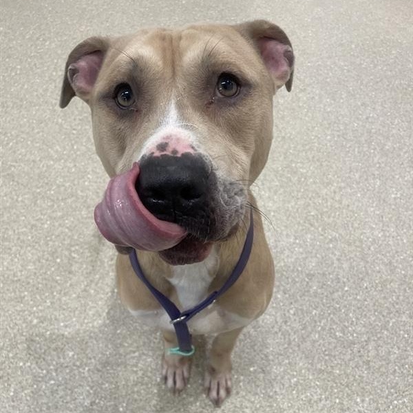 Arlo, a Adoptable Pit Bull Terrier in Prince Frederick, MD image 6/6