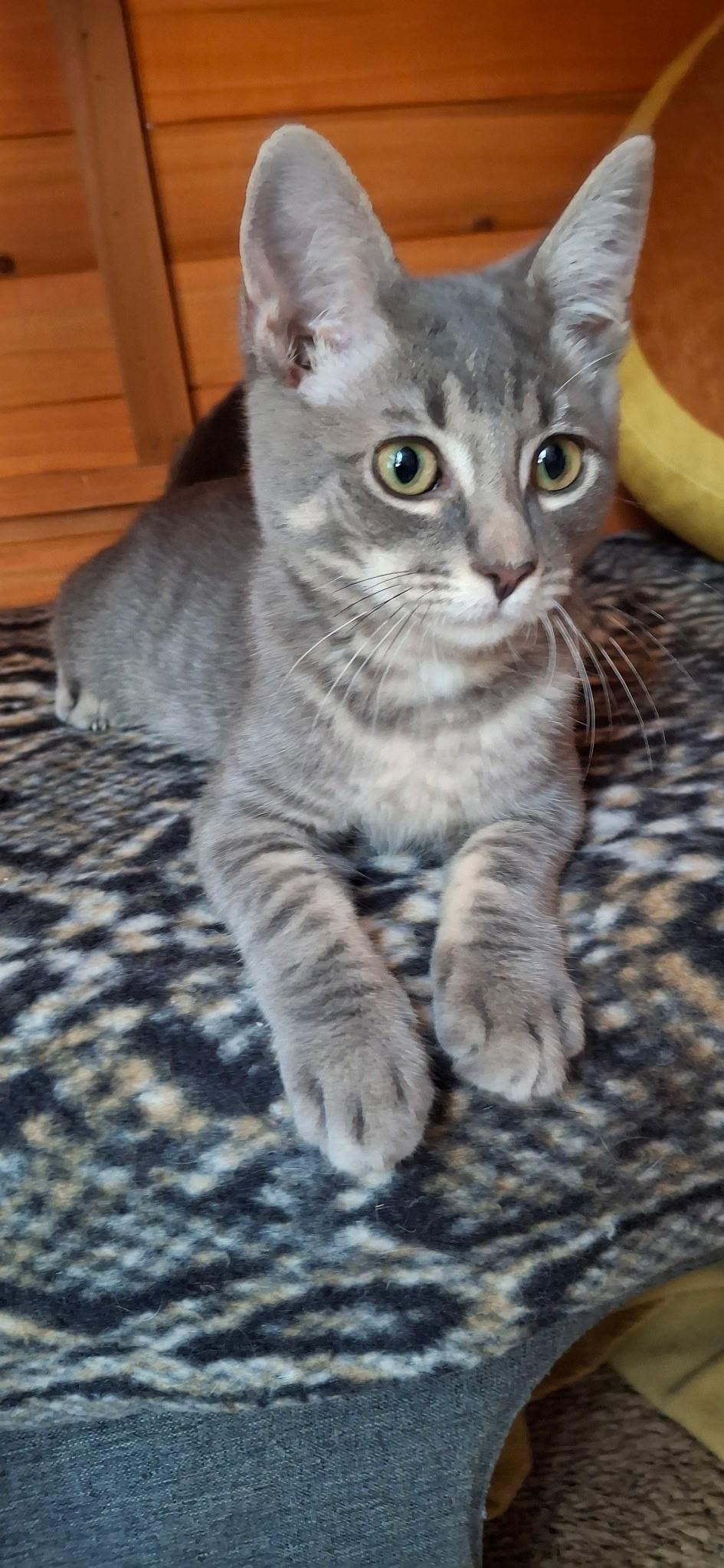 Holden, a Adoptable Domestic Short Hair in Westminster, CA image 2/2