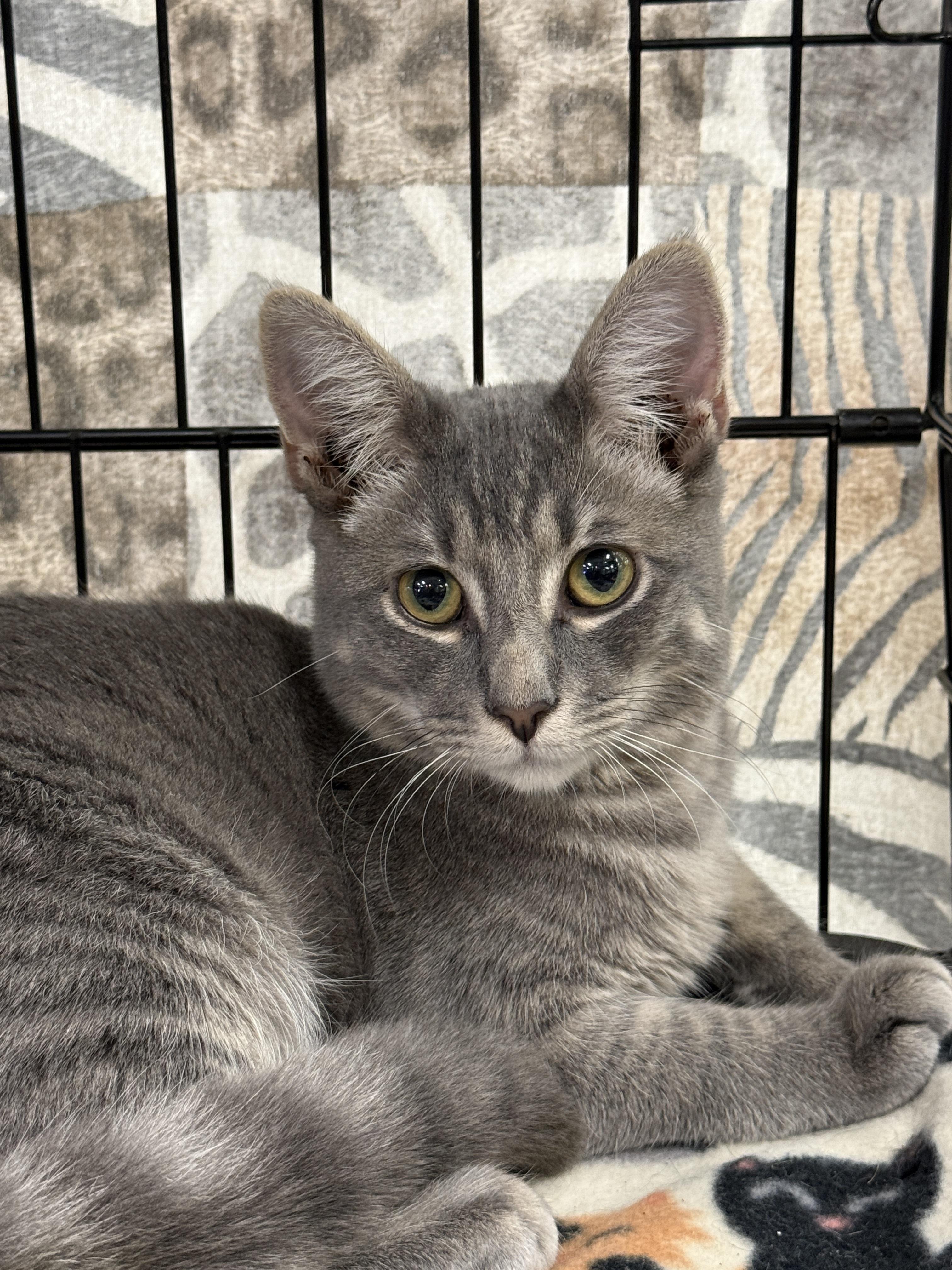 Holden, a Adoptable Domestic Short Hair in Westminster, CA image 1/2
