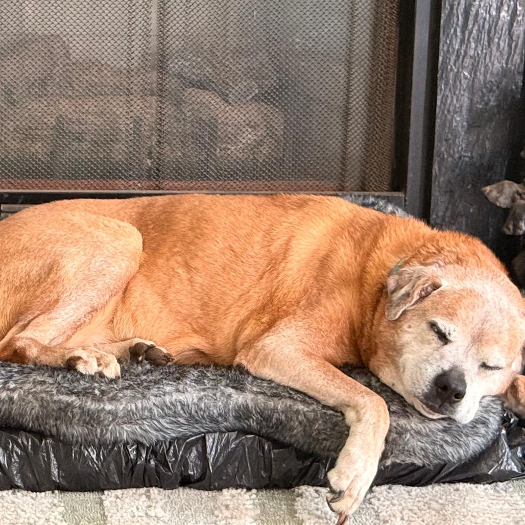 Betsy, Adoptable, Senior Female American Staffordshire Terrier.