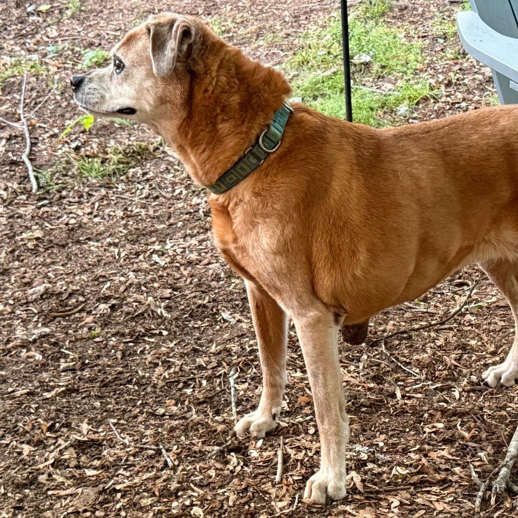 Enlarge Betsy, a Adoptable American Staffordshire Terrier in Raleigh, NC image 2/4