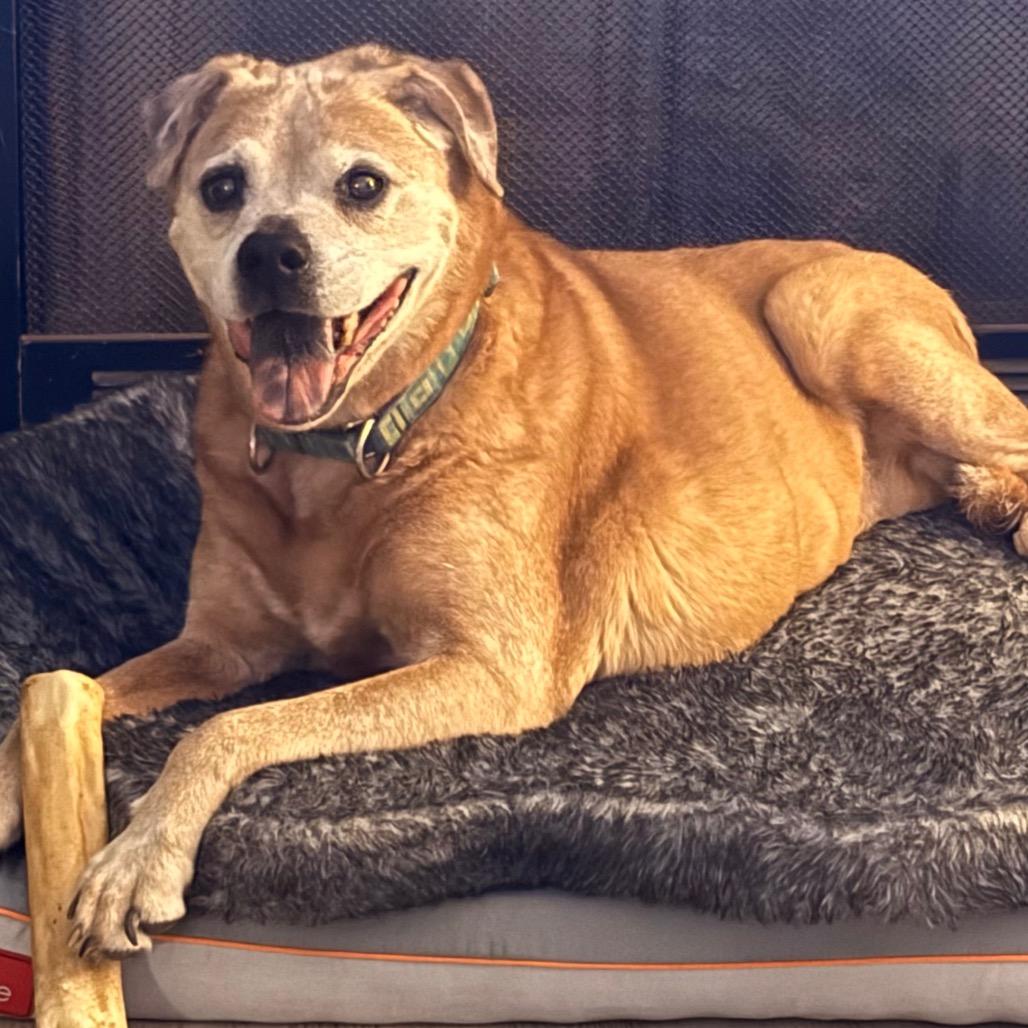 Enlarge Betsy, a Adoptable American Staffordshire Terrier in Raleigh, NC image 3/4