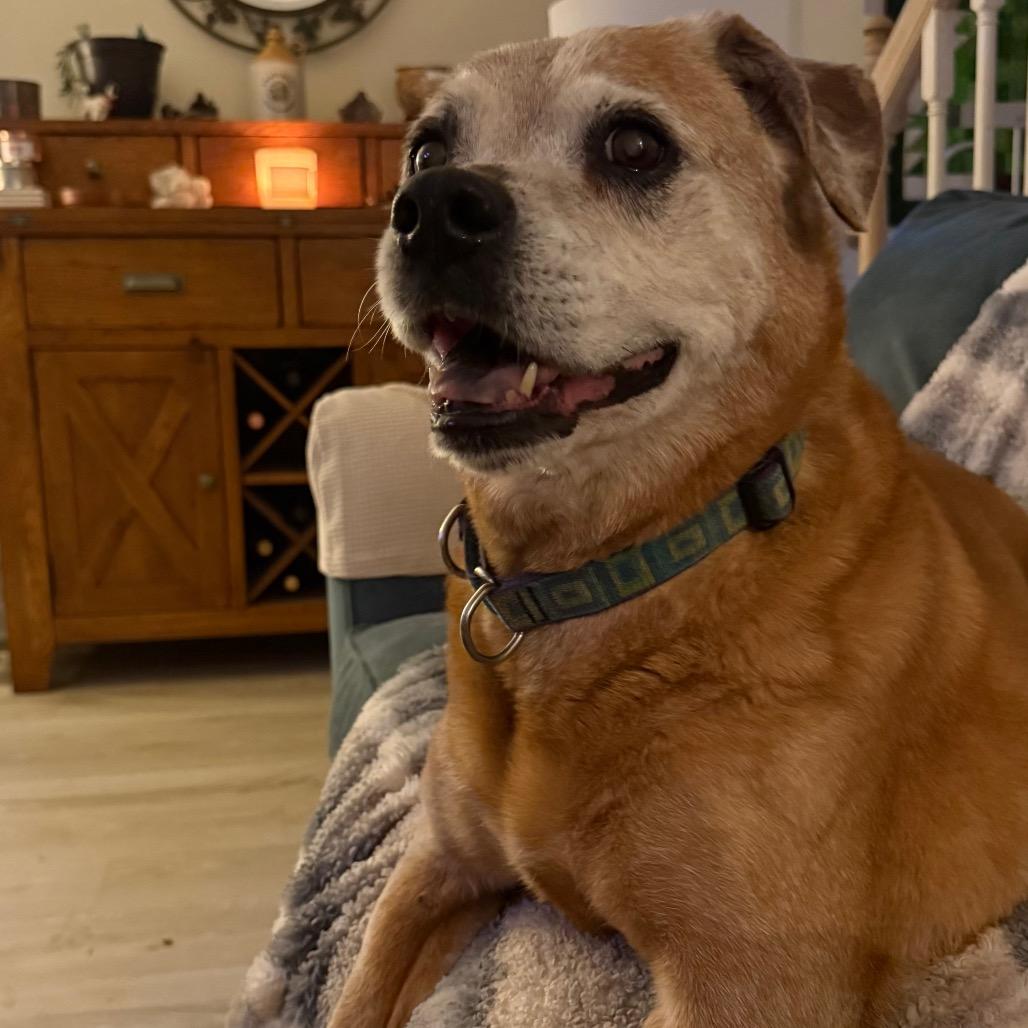 Enlarge Betsy, a Adoptable American Staffordshire Terrier in Raleigh, NC image 4/4