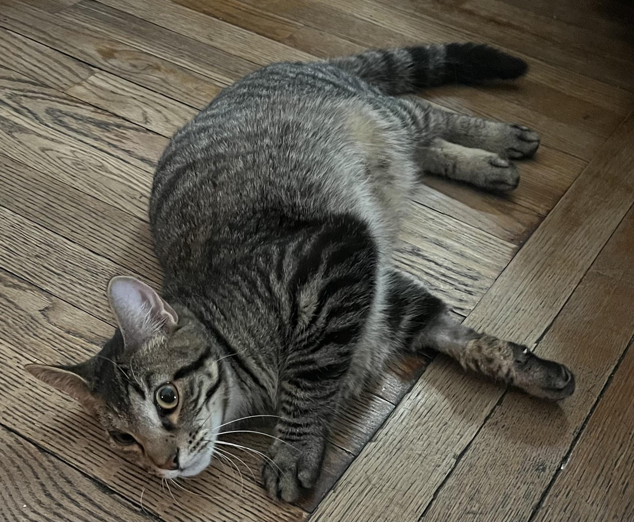 Enlarge Buford, an adopted Domestic Short Hair in Belchertown, MA image 1/3