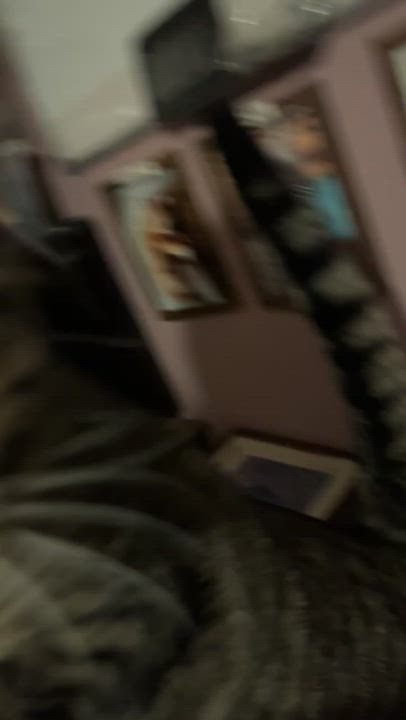 Enlarge Buford, an adopted Domestic Short Hair in Belchertown, MA video 2/3