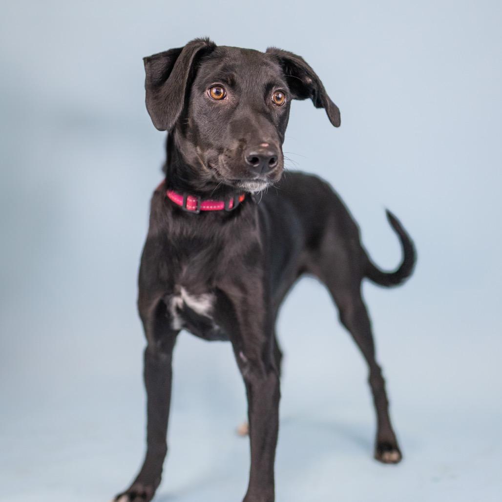 Rumi, a Adoptable mixed breed in Portland, OR image 1/3