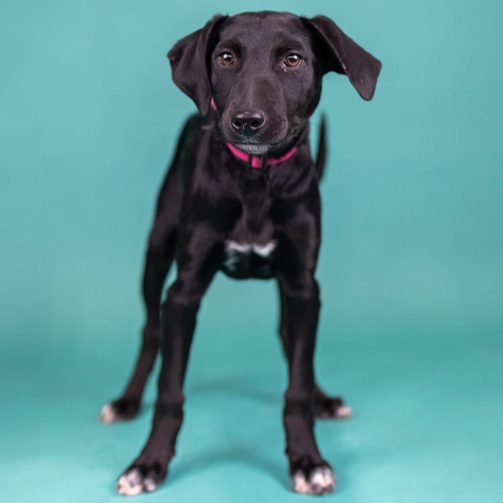 Rumi, a Adoptable mixed breed in Portland, OR image 2/3