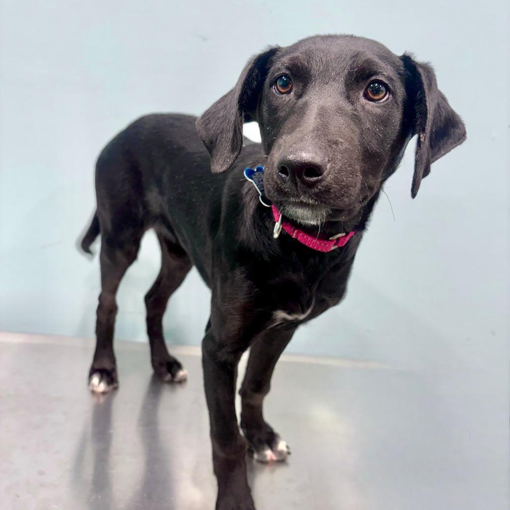 Rumi, a Adoptable mixed breed in Portland, OR image 3/3